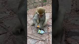 Đừng đùa với anh... Monkey said