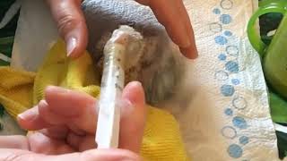 How to feed baby dinosaur Baby parrot feeding time hand fed hand tame baby cute parrots