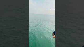 Penampakan buaya laut #shorts #ikan #faktaunik #buaya #fishing #mancing #vidioshort #shortvideo