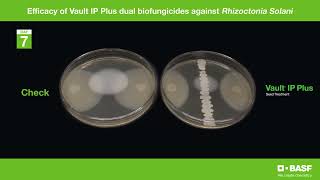 Vault IP Plus Rhizoctonia Timelapse