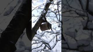 Bird Feeder on a Snow Capped Tree. #wildlife #bird #birdsounds #snow