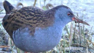 Porciglione a sera - Water rail in the evening (Rallus aquaticus)