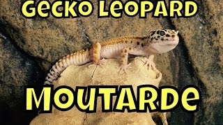 Gecko léopard : présentation de moutarde