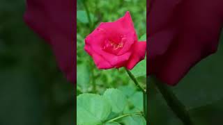 Do u like gardening..?#flower #trending #love #nature #naturalvideography #roses#@ushaboominathan