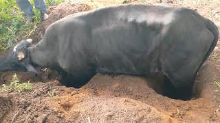 TENTANDO SALVAR UM BOI 🐂 USANDO UMA TÉCNICA RURAL  DE SALVAMENTO.