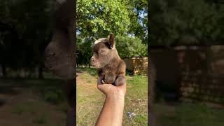 The Sweetest Thing You Will See Today ❤🐐 This Little | Cute Animal Shorts