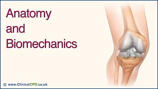 Knee Joint Anatomy