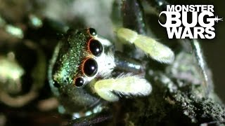 Spitting Spider Vs Metallic Green Jumping Spider | MONSTER BUG WARS