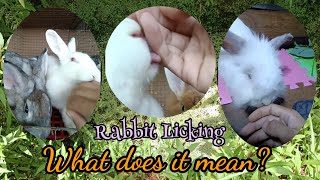 Rabbit Licking - What Does It Mean? || Rabbit Behavior