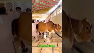 Qubrani 2K24 ♥️#Qurbani2k24 #Qurbani #Janwar #Viral #trending #EidUlAdha #eid2k24