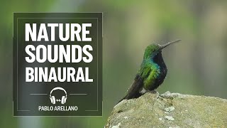 The Healing Power of Nature Sounds. Soothing Rain and Sounds of Birds.