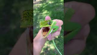 BIT BY INVASIVE LIZARD CAUGHT IN SOUTH FLORIDA