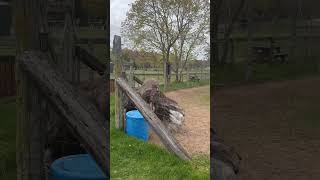 #bodo #family #canada #annapolis #familyvlog #birds #shorts #ostrich #zoo #oaklawn