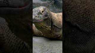 Komodo Dragons have iron coated teeth #komododragon #shorts