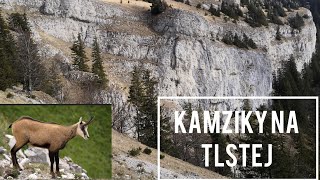 Kamziky na Tlstej 🍀Veľká Fatra (Blatnica) tip na výlet Ostrá a Tlsta