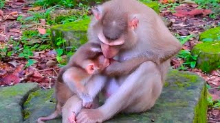 Mama Louy blocks her baby's milk while she wants her baby to walk