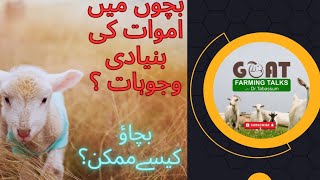 بکری کے بچوں میں اموات کی بنیادی وجوہات اور بچاؤ/Causes of goat kids  Mortality and it's Prevention