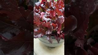 Grow Red Lettuce in Pots #shorts