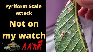 Pyriform Scale attack and defeated by Diatomaceous Earth on Guava Plant