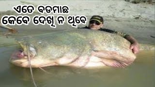 Big fish in the Dam, Inside the dam human are Siting on  Big Fish ଡ୍ୟାମ ଭିତରେ ବଡମାଛ ଉପରେ  ମନୁଷଟିଏ