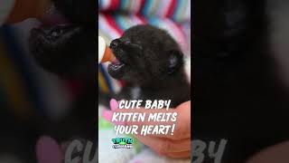 Cute Baby Kitten Melts Your Heart!