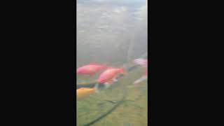 Fish filmed with cell phone CAT S60