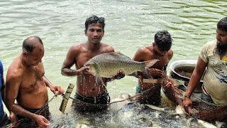 Amazing Cast Net Fishing Skill Catch Tons Of Big Fish in the Village Beautiful Pond