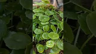 Pennyworts outdoor beautiful plant #pennywort #plants #house #hangingplants #aquatic #aquaticplants