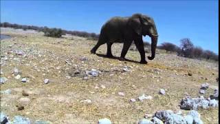 Elephants in Etosha National Park