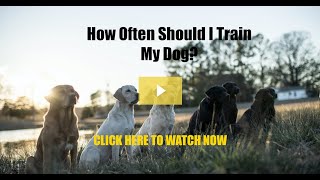 How Often Should I Train My Dog