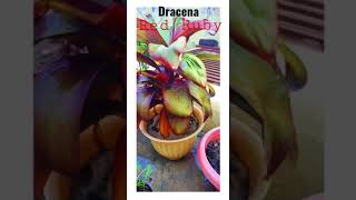 Dracena Red Ruby plant Beautiful plant/ how to grow dracena fast long .#plan #naturelovers #bhfyp