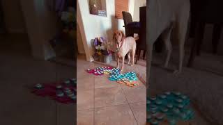 WHAT or WHO does TALKING DOG want to play with? #shorts #dogshorts #talkingdog #smartdog