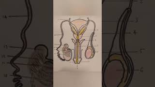 Human Male reproductive system.