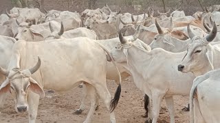 Hungry Herd! Cows Get Refueled After Long Journey #CowLife #FarmAnimals #AnimalCare