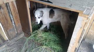 Алабай радуется новой подстилке😁🐕