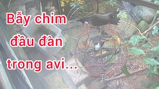 TREO MỒI BẪY CHÚ CHIM CHÀO MÀO TRONG AVI HAY QUÁ.... | #lyhaichim