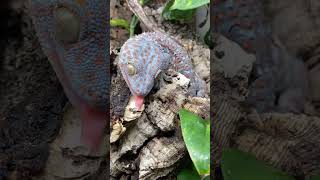 Tiki the Tokay Gecko eats a GIANT COCKROACH! #shorts