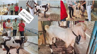 AVAILABLE HYDERABADI GOATS🐐MR NIZAM GOAT FARM