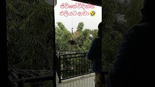 ජිවිතේ විදින්න එලියට ආවා 🤣 - Chalat Malli #funny #shorts #rain #chalatmalli #thunder