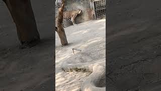 Jaguar ko lagi chot 😥 #jaguar  #jaguaranimals #zoovlog