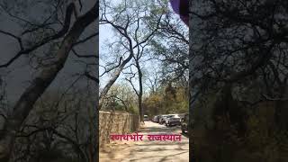 ranthambore rajasthan #ranthambore #travel #travelvlog #rajasthan #sawaimadhopur #reels #shorts