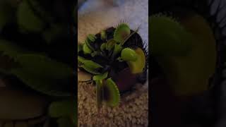 Feeding Venus Fly Trap #Shorts