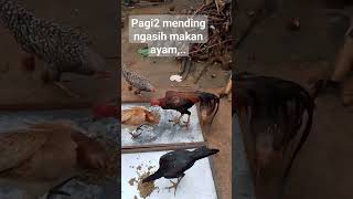 Ngasih makan Ayam