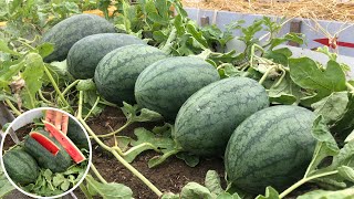 #73, Balcony garden, growing watermelon from seedlings gives lots of fruit and is very sweet