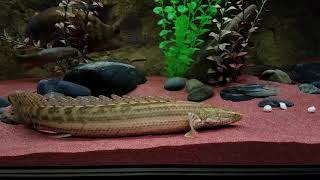 Polypterus feeding