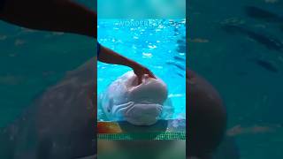 fatty mass at the front of the whale's head #shorts #shortvideo