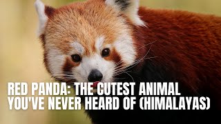 Red Panda The Cutest Animal You've Never Heard Of Himalayas