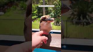 Man rescues kookaburra, bird visits him for days after #animalshorts #shortvideo #animals