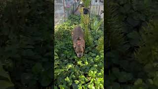 Bull doggie Snuggles gets into garden