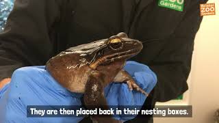 Bristol Zoo Gardens in fight to save rare frog